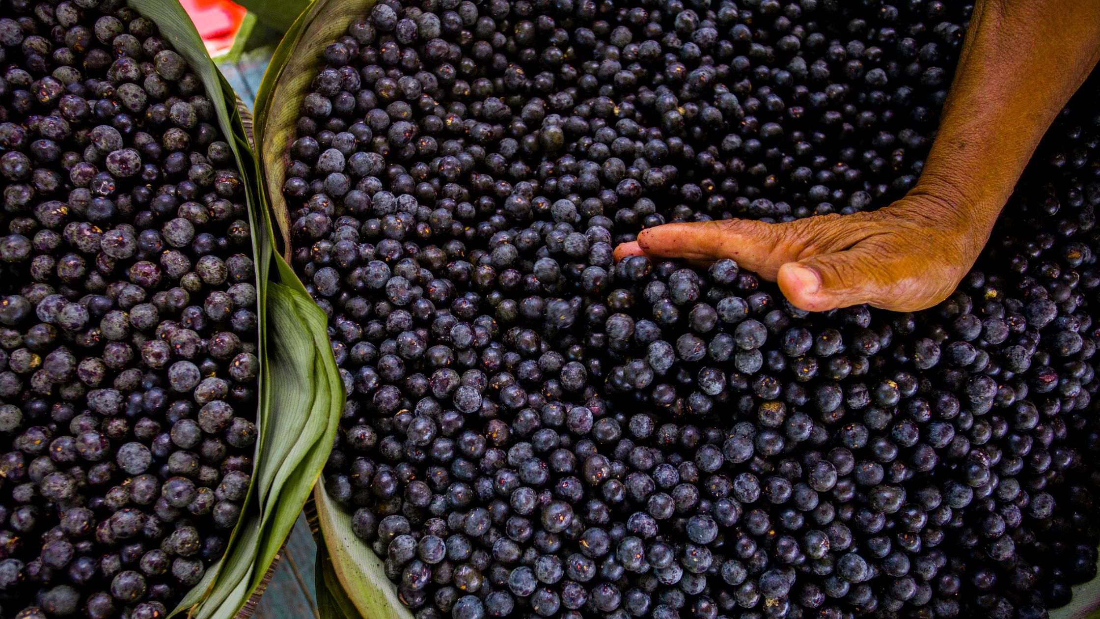 Acai's Support for the Body's Detoxification