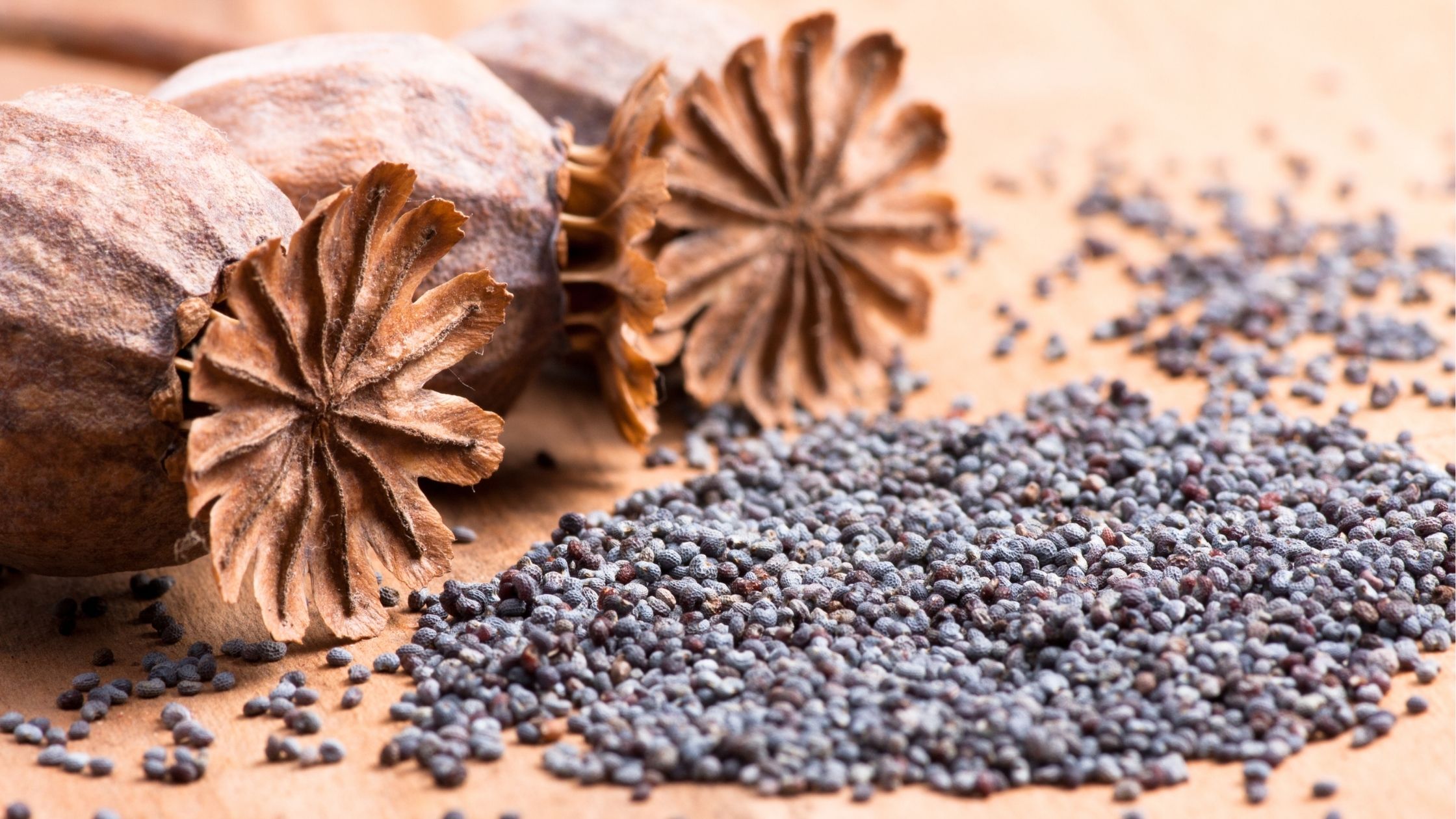 Health Benefits of Blue Poppy Seeds