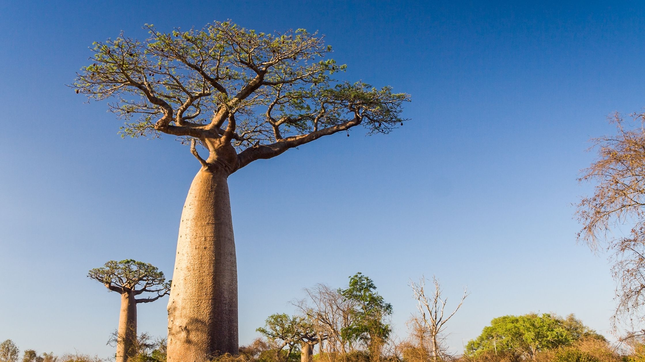 Health Benefits of Baobab