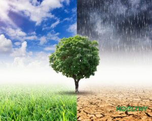 A visual representation of climate change impacts on food systems, showing dry farmland and fresh produce symbolizing the connection between environmental changes and nutrition.